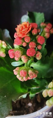繁花似錦
