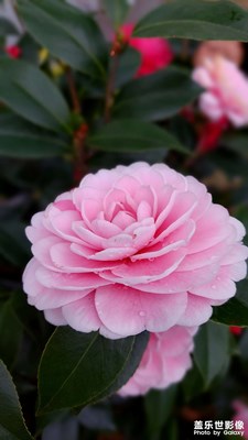 山茶花開