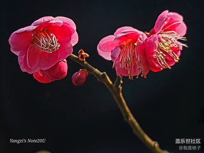 【春暖花開】+小園尋梅
