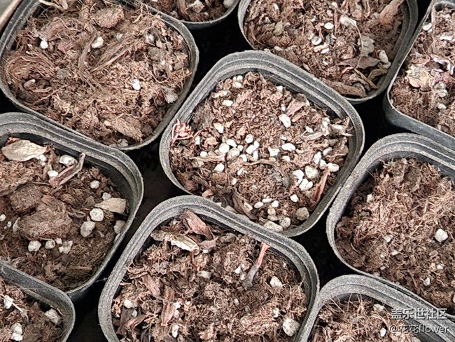 #你好，二月——靜等花開