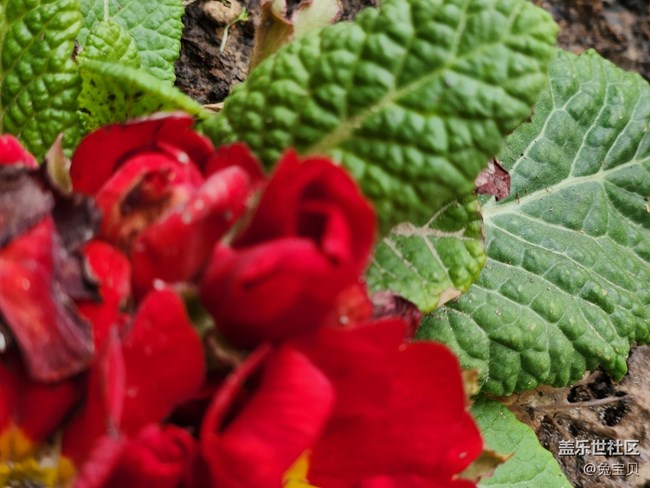 #你好，二月——紅色的小花