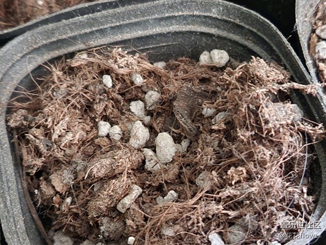 #你好，二月——靜等花開