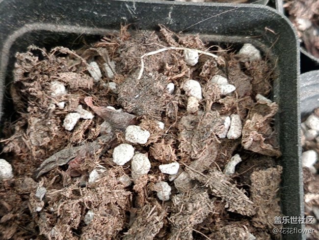 #你好，二月——靜等花開