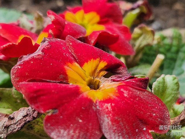 #你好，二月——紅色的小花