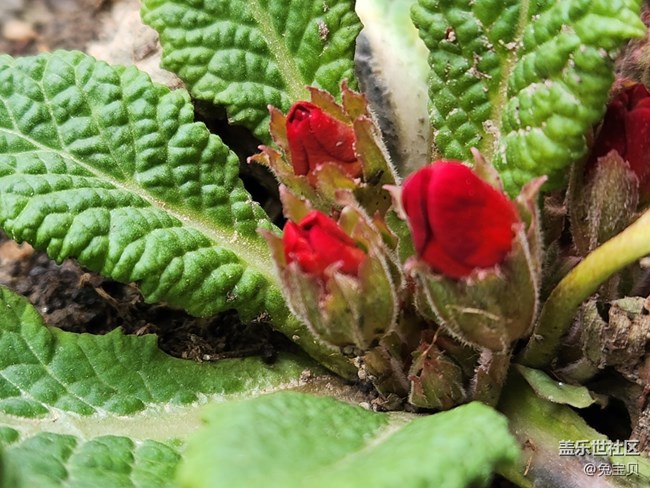 #你好，二月——紅色的小花