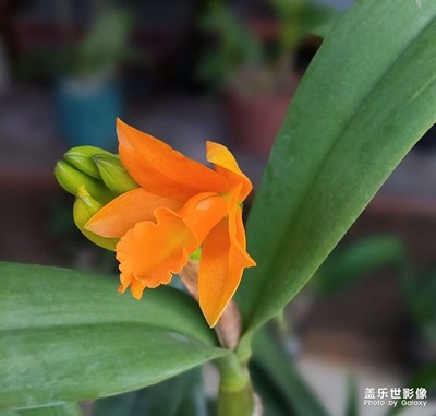 【碎片日?！刻m花隨拍