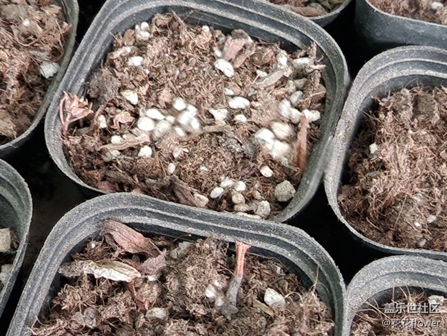 #你好，二月——靜等花開