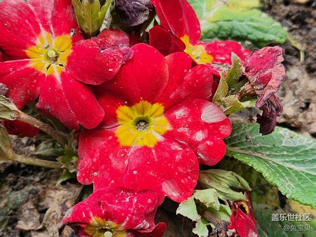 #你好，二月——紅色的小花