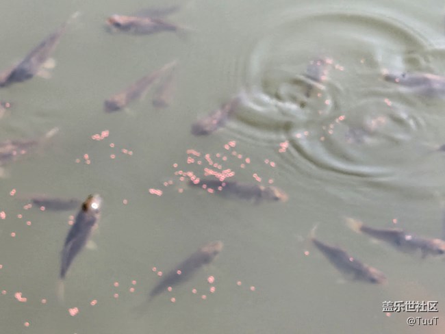 #你好，二月——喂魚