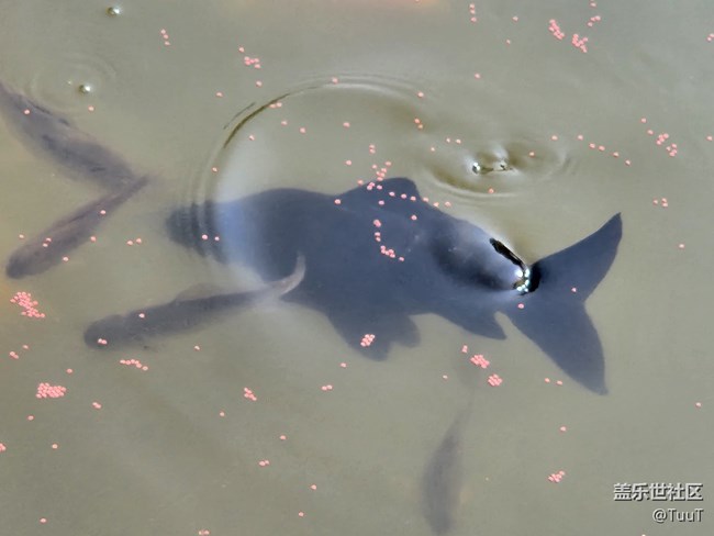 #你好，二月——喂魚