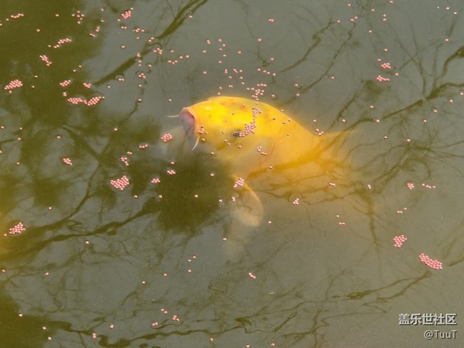 #你好，二月——喂魚