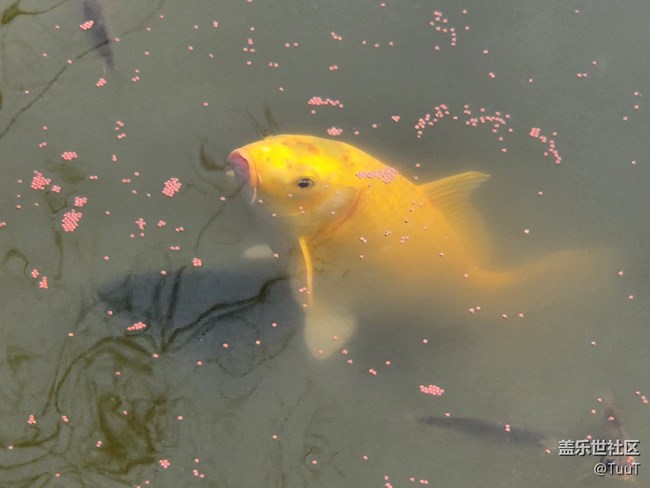 #你好，二月——喂魚