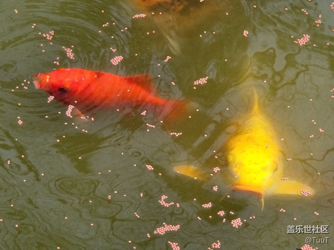 #你好，二月——喂魚