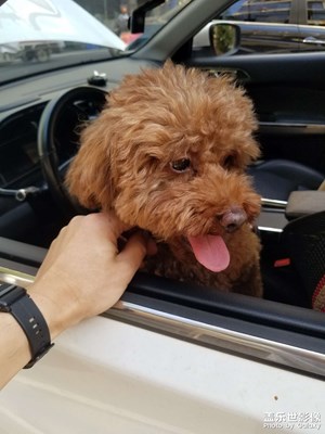 【碎片日?！?日常擼狗