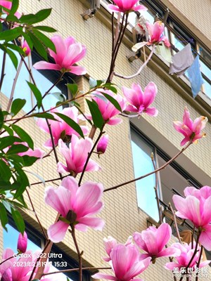 紫氣東來