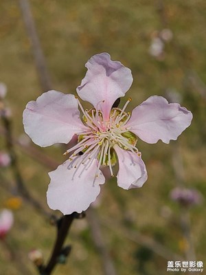 桃花開