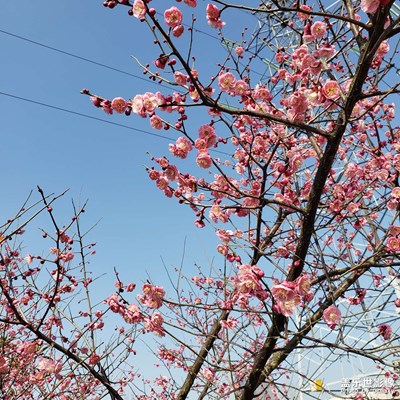 春日微涼，百花爭芳