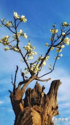 【清淺時光】+ 梅花盛開