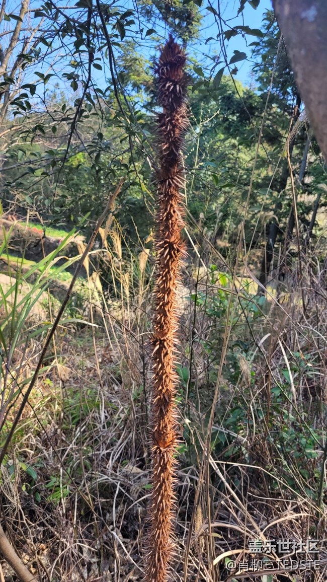 【生活邊角料】狼牙棒