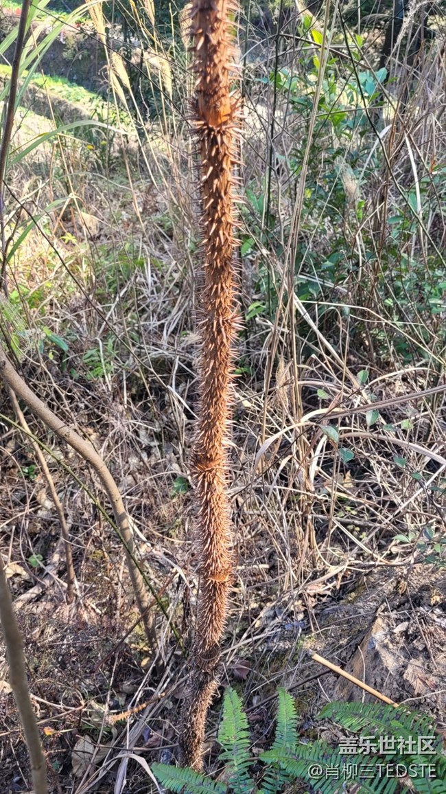 【生活邊角料】狼牙棒