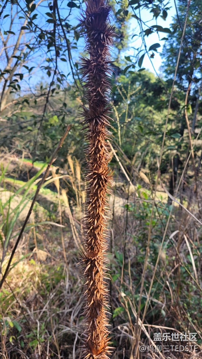 【生活邊角料】狼牙棒