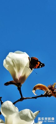 【春日浪漫】+  昨日已遠