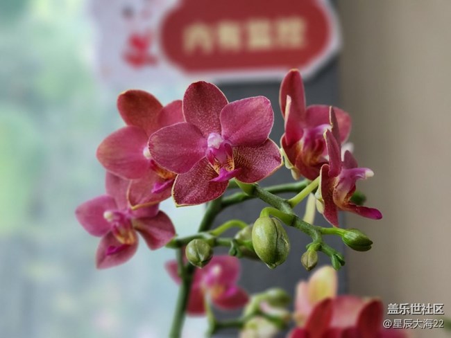 【春日浪漫】+蘭花迎春