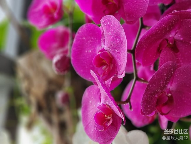 【春日浪漫】+蘭花迎春