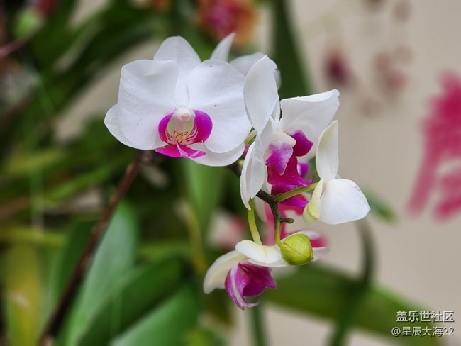 【春日浪漫】+蘭花迎春