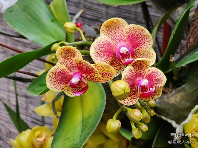 【春日浪漫】+蘭花迎春