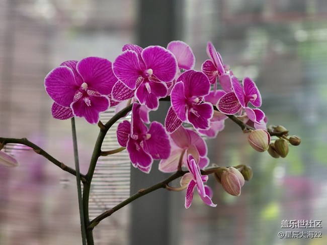 【春日浪漫】+蘭花迎春