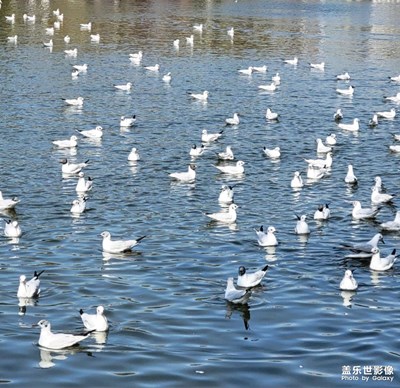 海鷗