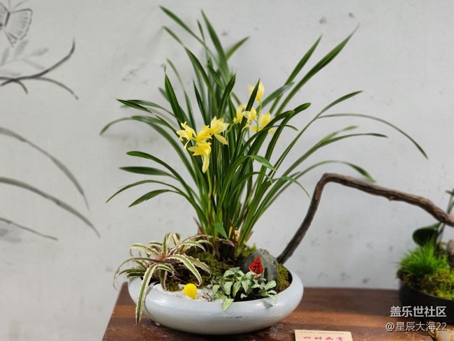 【春日浪漫】+蘭花迎春