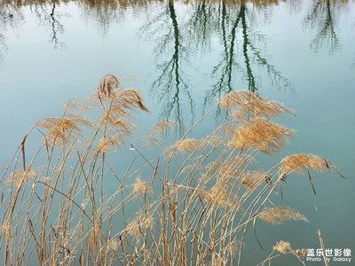 蘆葦花