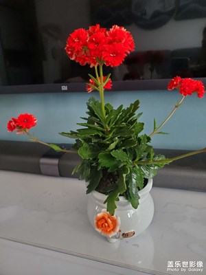長壽花
