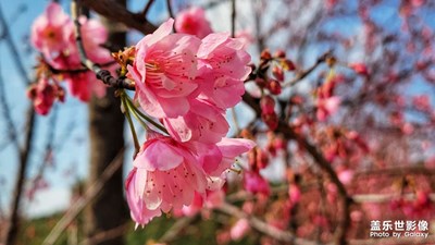 櫻花