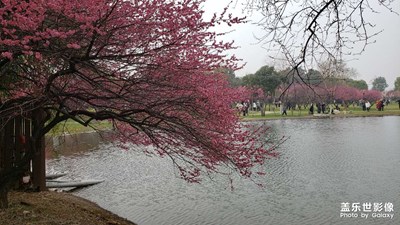 湖南長沙橘子洲看花開