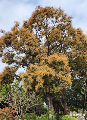 芒果花開