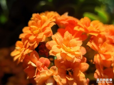 長壽花