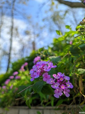 【清淺時(shí)光】春日 | 藍(lán)天白云 | 綠草紅花