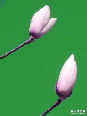 玉蘭花