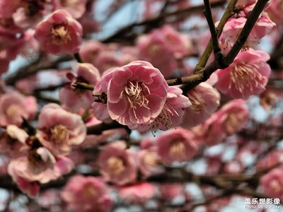 春天里那個(gè)百花鮮