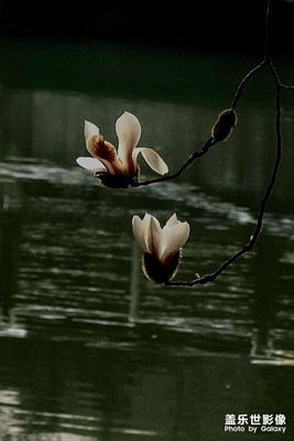 玉蘭花開