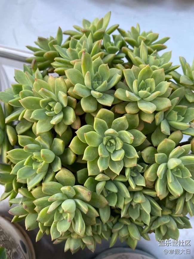 【采集青色時(shí)光】肉肉