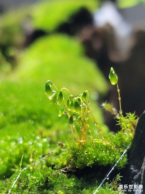 苔蘚