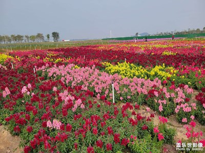 陽春三月花開時(shí)
