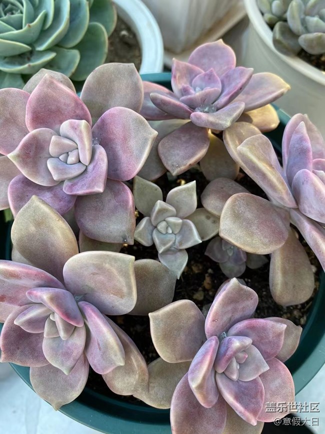 【采集青色時(shí)光】肉肉