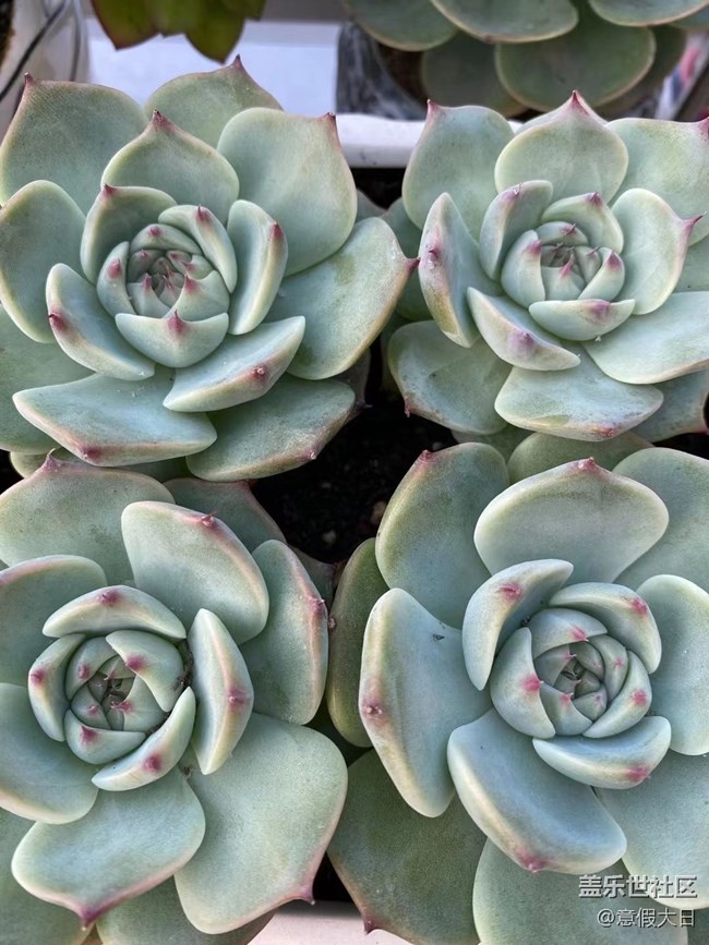 【采集青色時(shí)光】肉肉