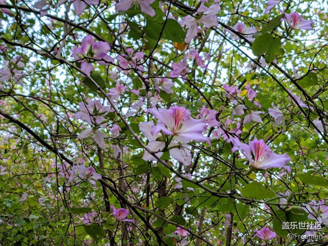 【采集青色時(shí)光】漫步 | 花叢