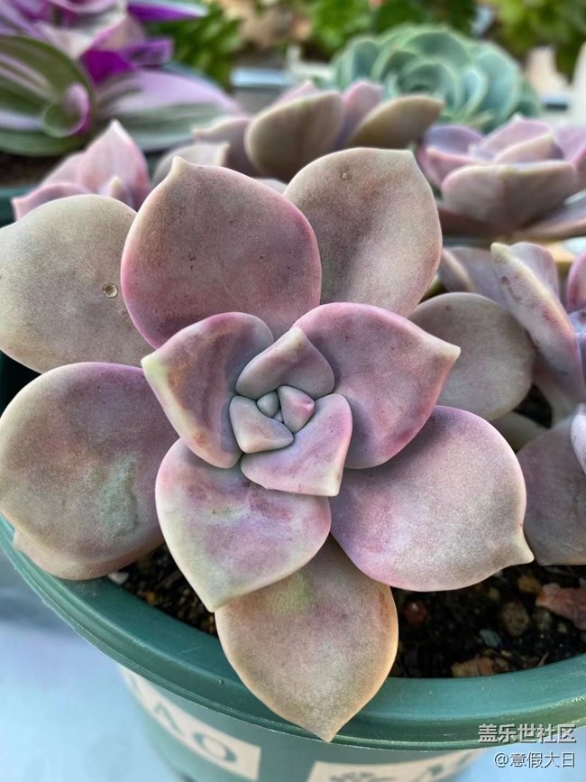 【采集青色時(shí)光】肉肉